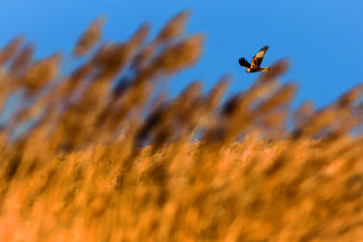 A marsh harrier hunting over the reedbed at dawn 
