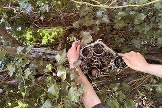 A photo of a pair of hands creating a bug hotel from natural materials on a tree