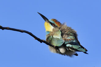 A colourful bee-eater sitting on a branch against a blue sky