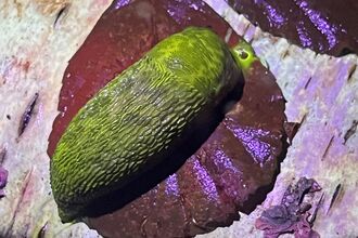 A green leopard slug under a biofluorescent light