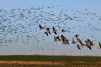 flocks of geese flying above a marsh