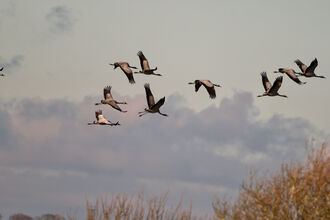 a flock of cranes flying