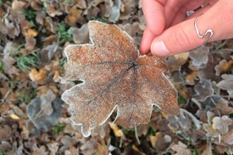 A frosty oak leaf being held by a person wearing a silver thumb ring