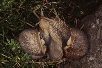 Two snails in a woodland setting
