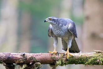 A goshawk perched on a moss-covered branch