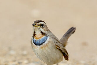 A small brown bird with a blue throat standing on gravel