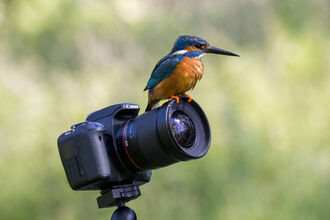 a kingfisher sitting on a camera
