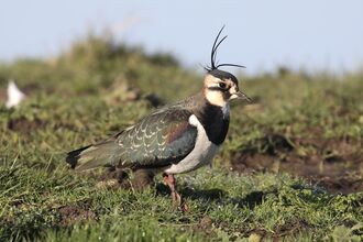 A lapwing standing on grass