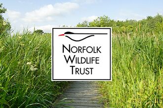 The NWT logo of a common tern on a white background with the words Norfolk Wildlife Trust below, superimposed on a reedbed boardwalk