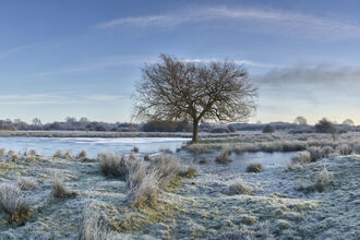 A tree stands in the middle of a frosty grassland landscape