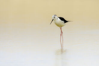 A photograph of a black-winged stilt in a pool of water gazing down at its reflection