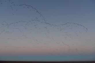 a skein of pink-footed geese in the sky at sunset