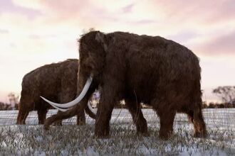 Two woolly mammoths foraging on snow-covered grasslands