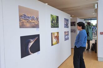 a person looking at an exhibition of wildlife photographs