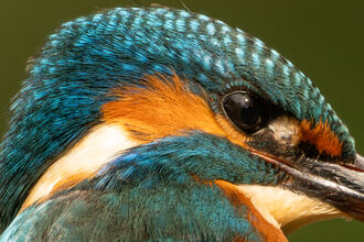 A closeup photo of a kingfisher's head