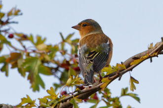 A chaffinch on a hawthorn bush