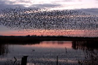 a murmuration of starlings over a broad at sunset