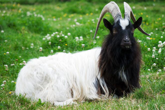 A brown and white long-haired goat with long and curved horns sits on some grass