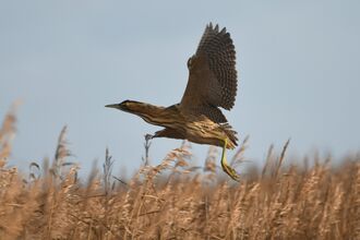 a bittern flying over reeds