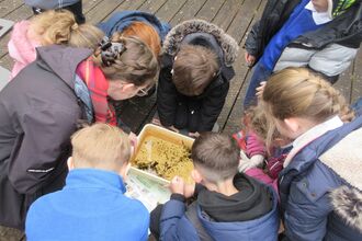 A group or children looking down into a tray filled with minibeasts