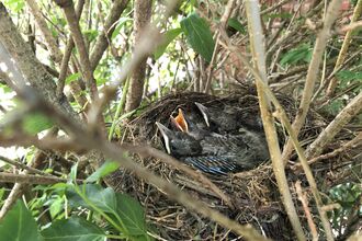 A bird's nest containing chicks