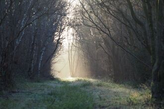 A misty view through the trees at Foxley Wood