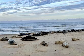 A group of grey seals on the beach