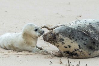 a grey seal and pup on the beach
