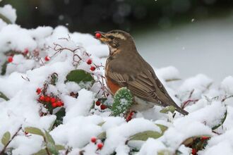 a redwing eating red berries in the snow