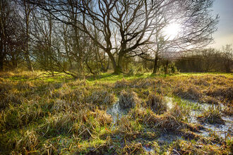 Sun shining through a tree on Sweet Briar Marshes