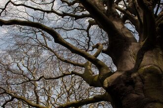 The view from the base of a large tree trunk and branches