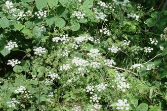 bushes with white blossom and green leaves