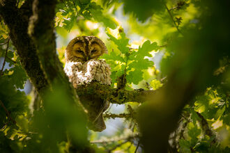 A tawny owl roosts sleepily in a sunlit oak tree