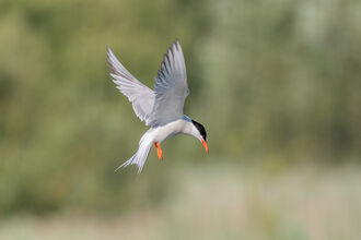 A common tern hovers over reedbed