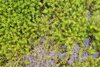 Green leaves of Crassula helmsii in a pond