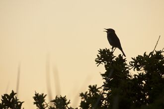 A silhouette of a singing bird perched on a bush at dawn.