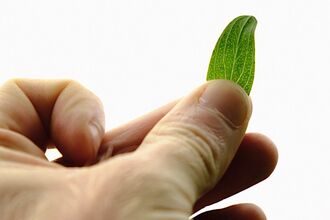 A picture of a green leaf held in a person's fingers