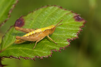 A grasshopper sitting on a green leaf
