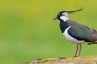 A lapwing perches on a rock covered in lichen
