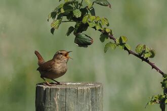 A singing wren standing on the top of a post next to a bramble bush