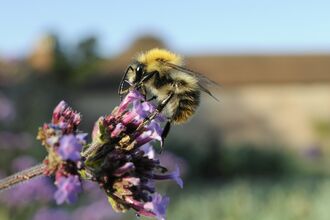 A bee gathering nectar on a purple flower