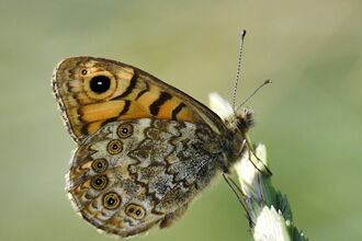 An orange and brown butterfly sitting on a plant with its wings upright