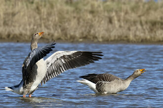 two greylag geese stretching on the water