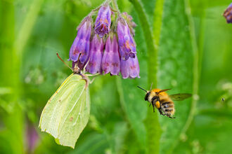a butterfly and bumblebee both on a purple flower