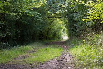 A lush, green woodland path. 