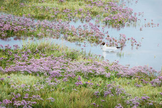 A blackheaded-gull swimming in a pool among the Norfolk saltmarshes