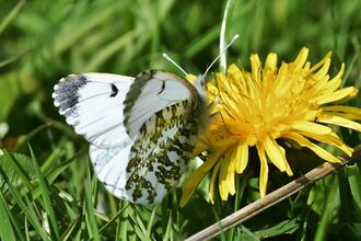 A white and grey coloured butterfly sitting on a dandelion with its wings partially opened
