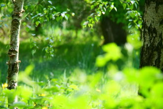 A tranquil picture looking through hazy green leaves and trees