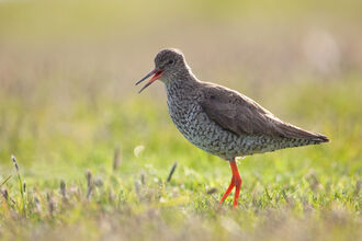A redshank calls from a sunny field
