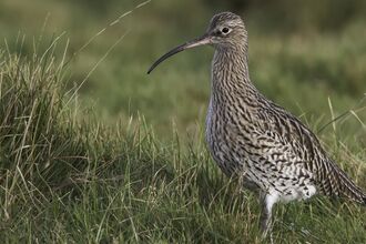 Curlew
